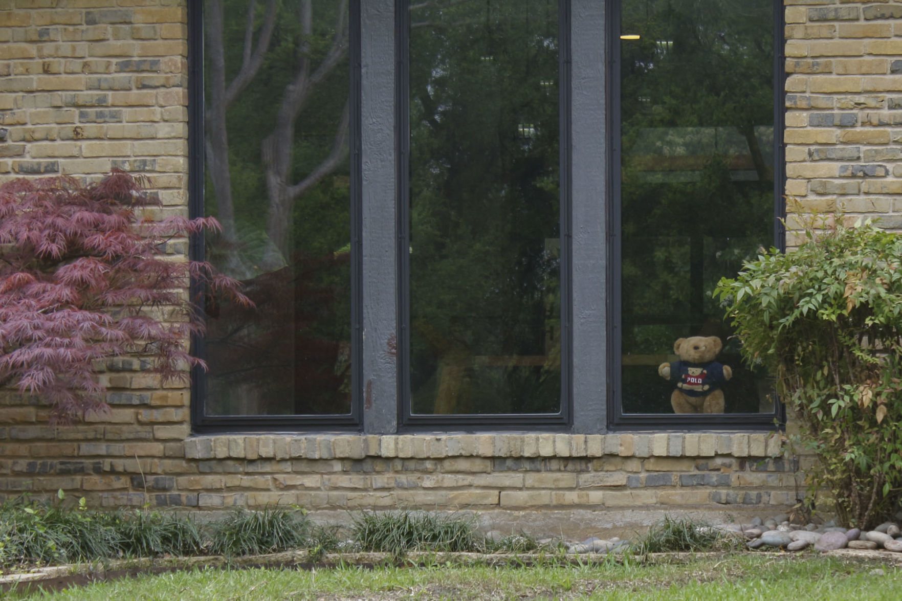 Teddy Bear